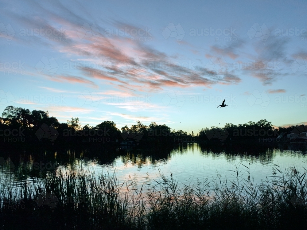 Pelican flying over low over a river at dusk - Australian Stock Image