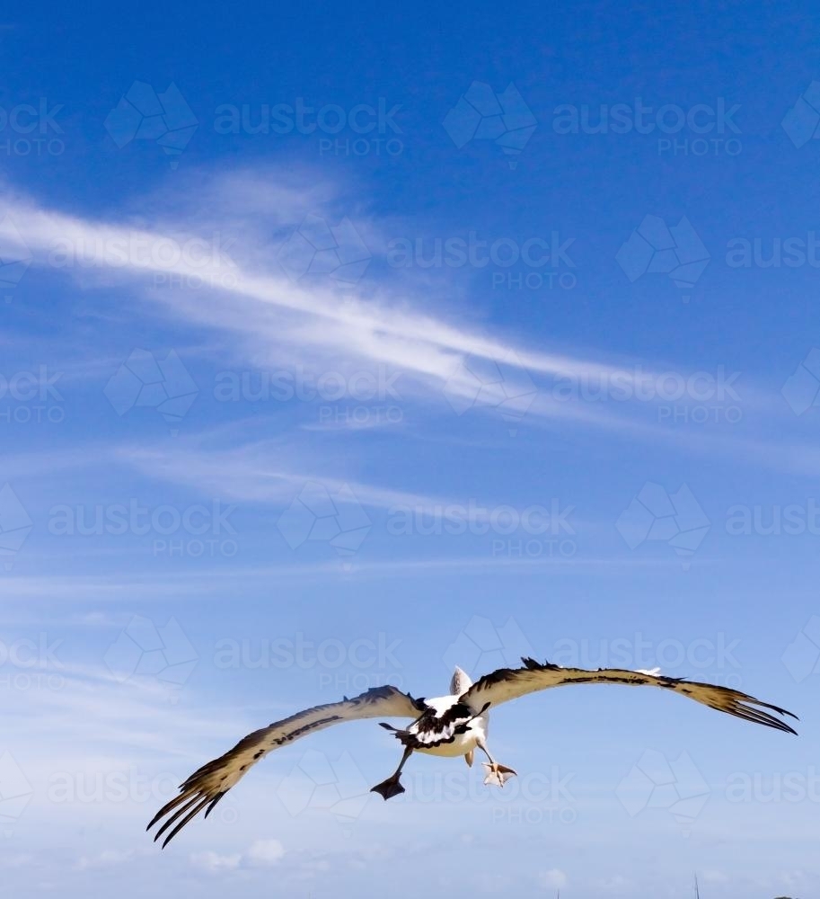 Pelican flying over the water on a blue sky summer day - Australian Stock Image