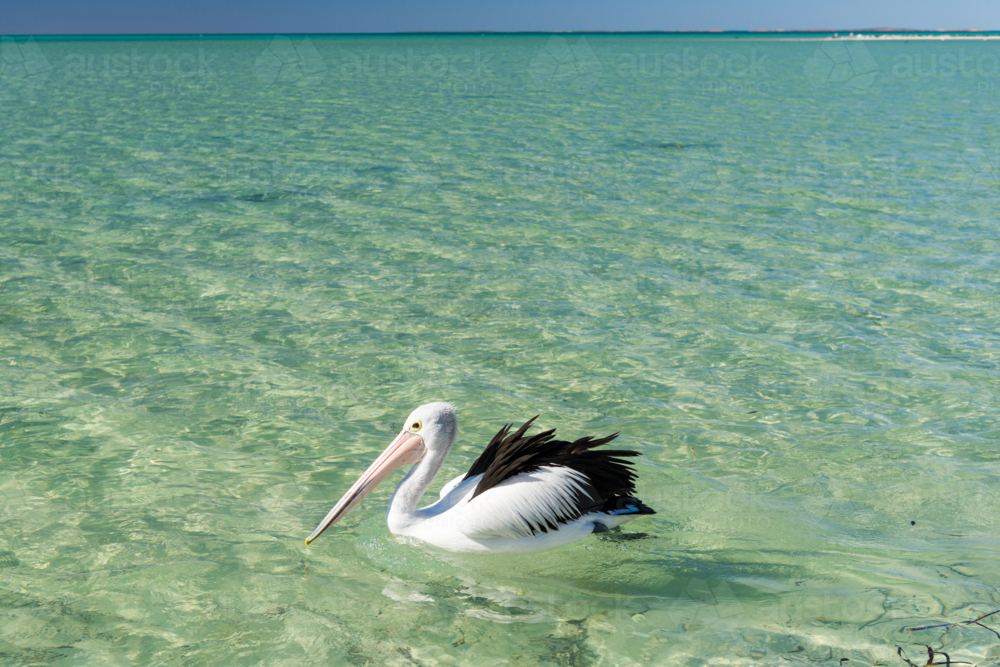 Pelican gliding through crystal clear shallows - Australian Stock Image