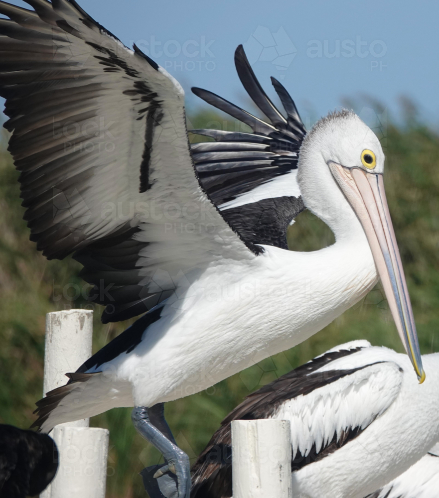 Pelican landing on jetty - Australian Stock Image