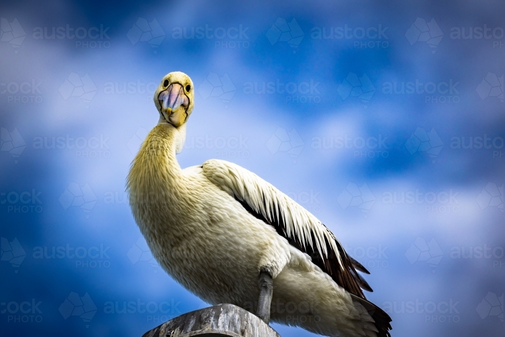 Pelican looking down at camera from top of pole with blue sky background - Australian Stock Image