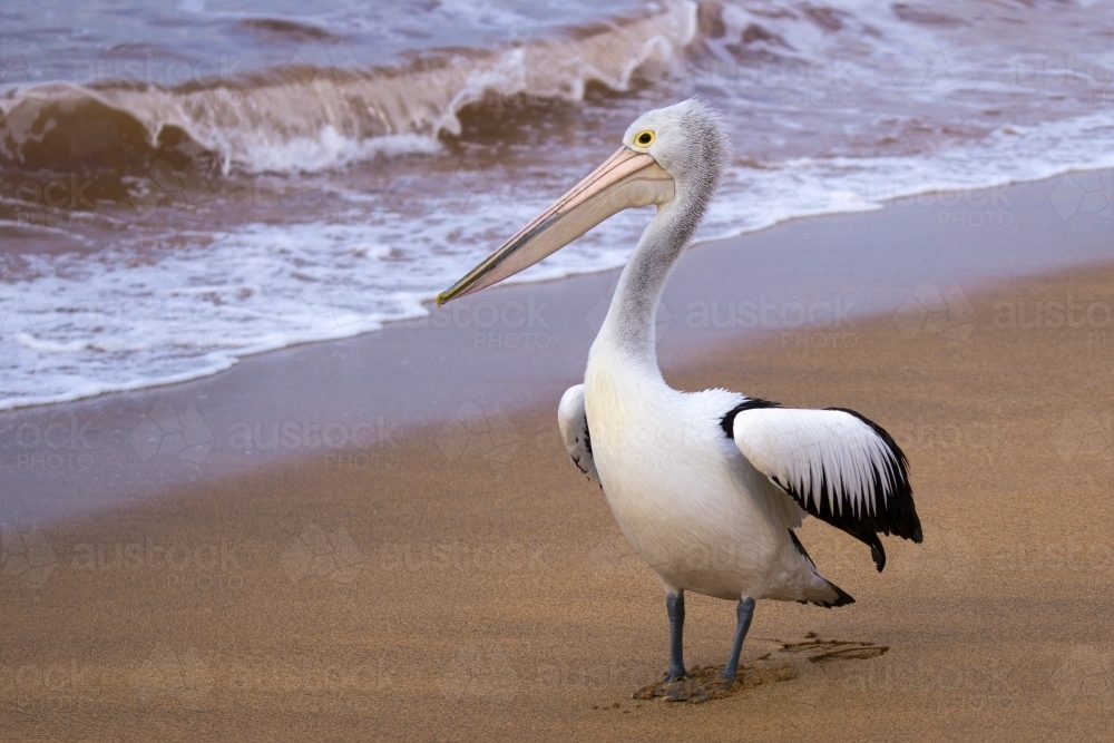 Pelican looking for fish on a beach - Australian Stock Image