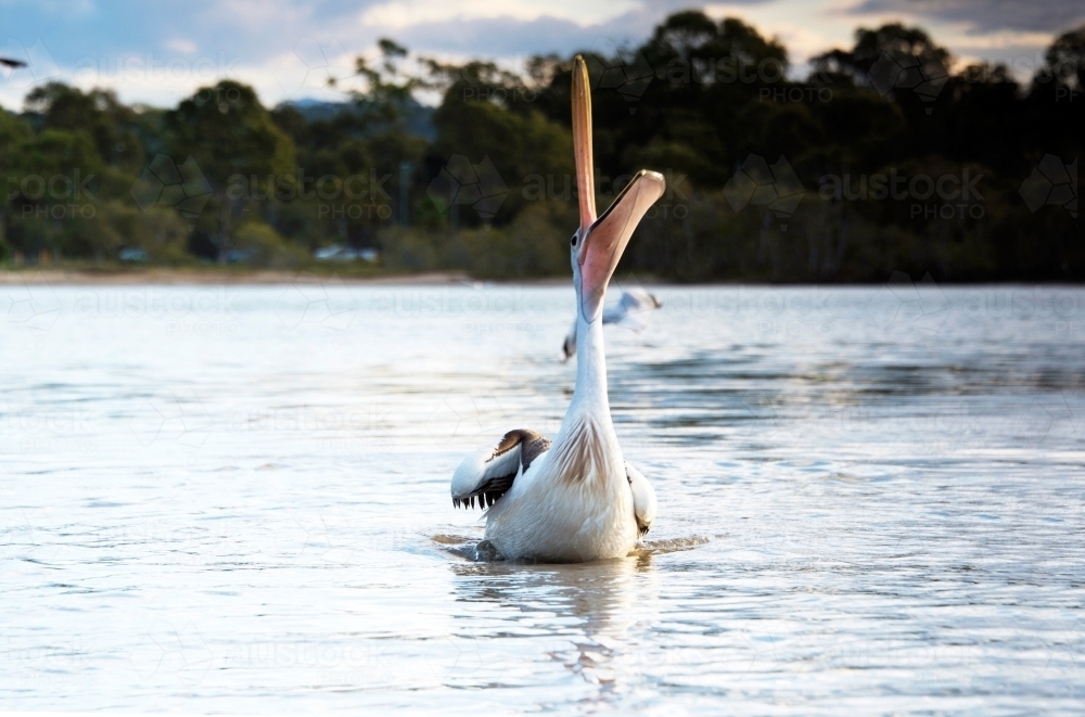 Pelican looking up in the air - Australian Stock Image