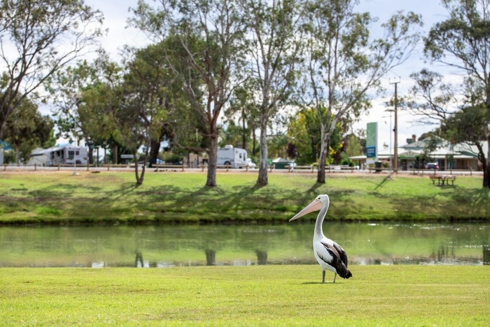 Pelican near Murray River - Australian Stock Image