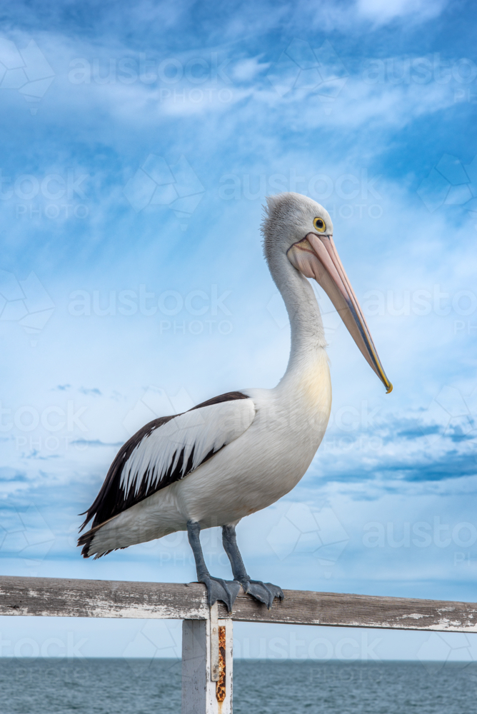 Pelican on jetty railing with the horison in the background - Australian Stock Image