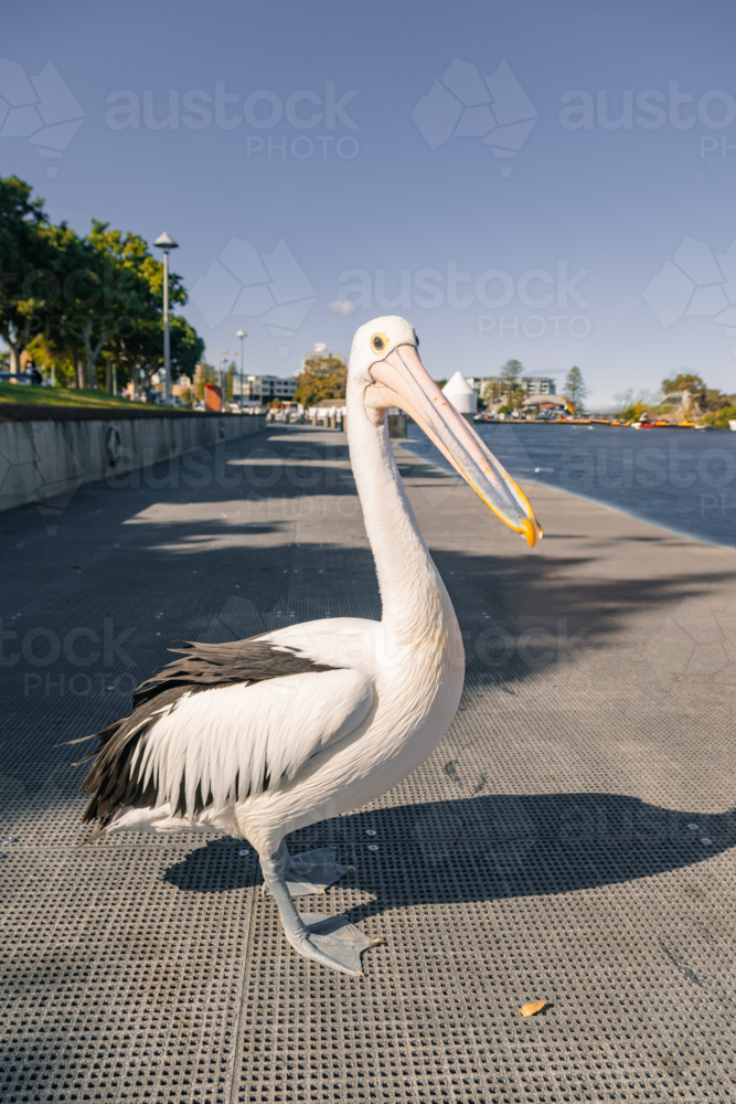 Pelican on the Forster Waterside walkway along the Coolongolook River - Australian Stock Image