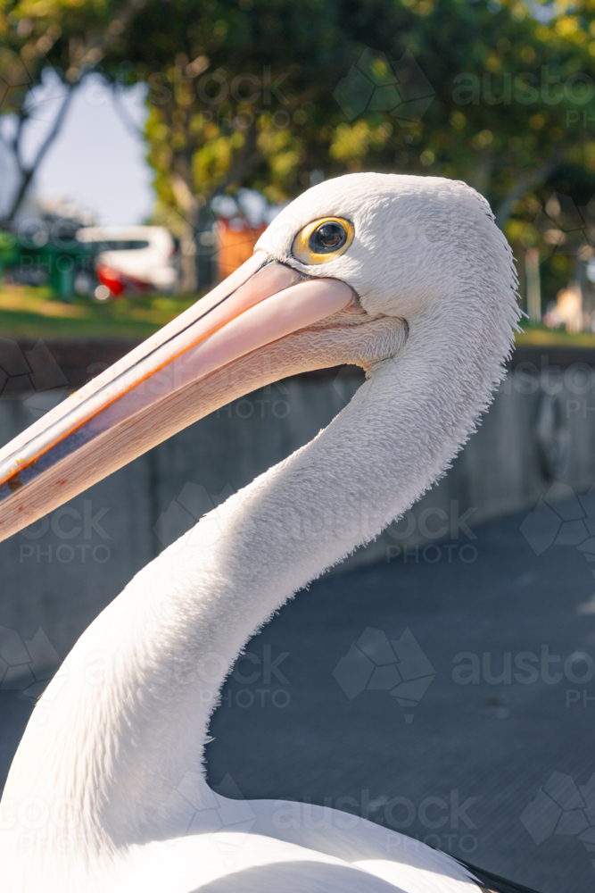 Pelican on the Forster Waterside walkway along the Coolongolook River - Australian Stock Image