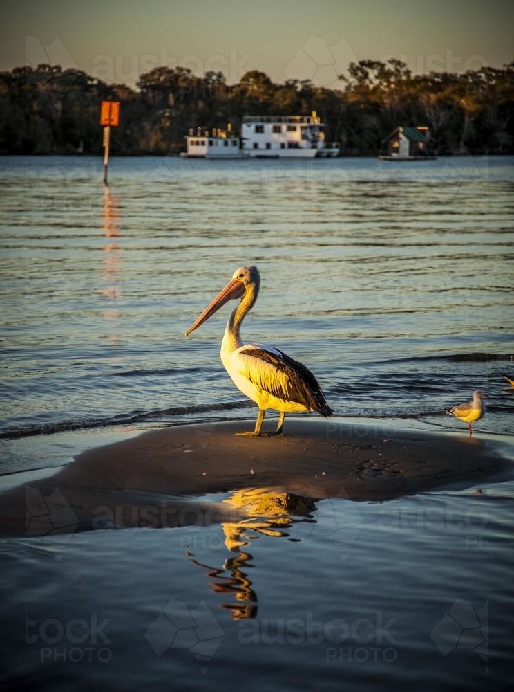 Pelican on the river with boats in the background - Australian Stock Image