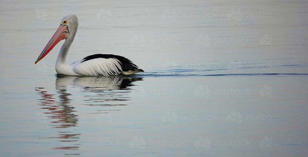 Pelican on the water - Australian Stock Image