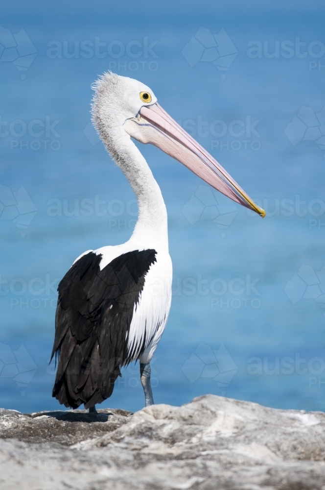 Pelican portrait with blue background - Australian Stock Image