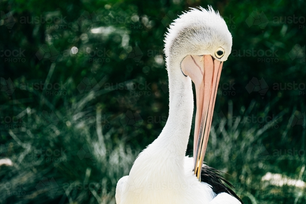 Pelican preening its wing feathers. - Australian Stock Image