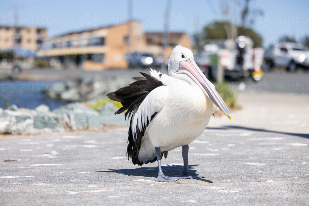 Pelican relaxing at marina by the seaside close up - Australian Stock Image