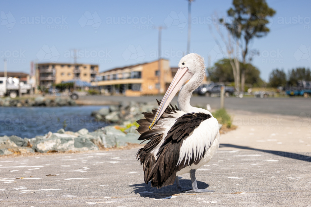 Pelican relaxing at marina by the seaside close up - Australian Stock Image