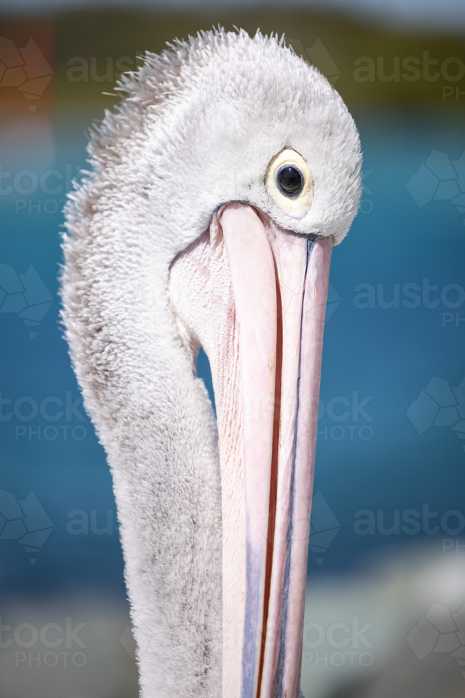 Pelican relaxing at marina by the seaside close up - Australian Stock Image
