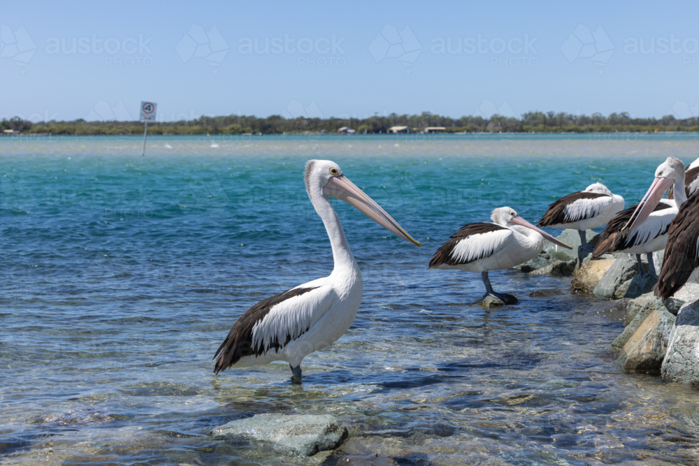 Pelican relaxing at marina by the seaside close up - Australian Stock Image