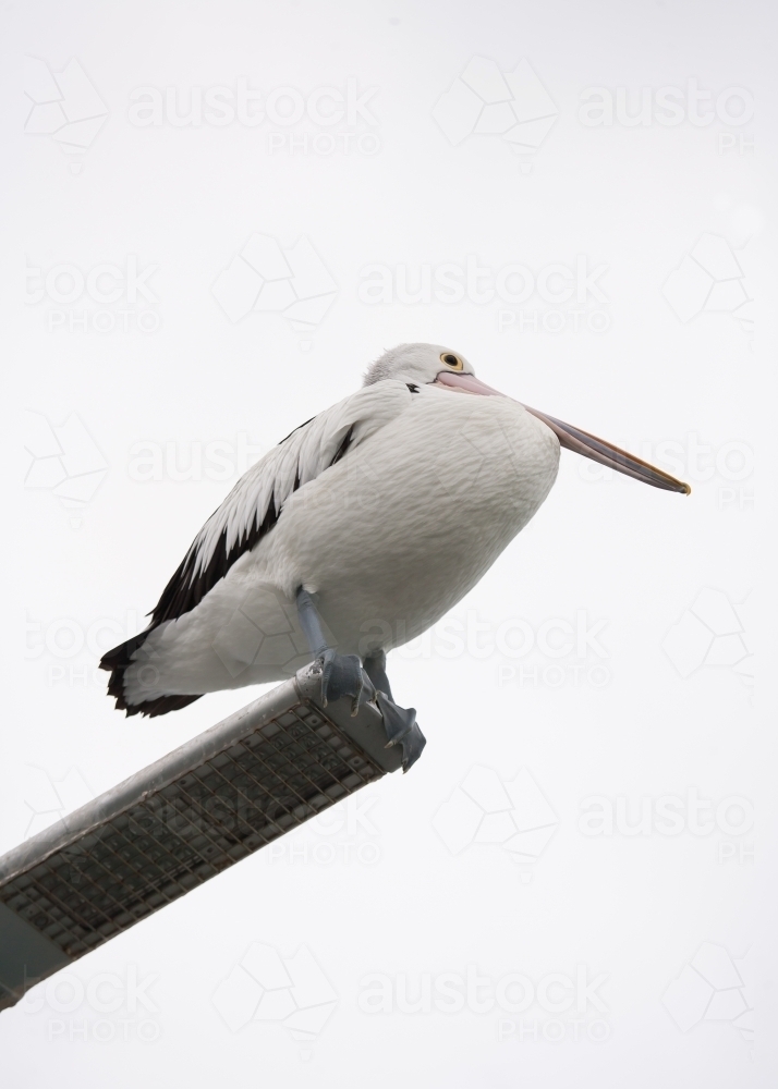 Pelican sitting on a light fitting at a pier - Australian Stock Image