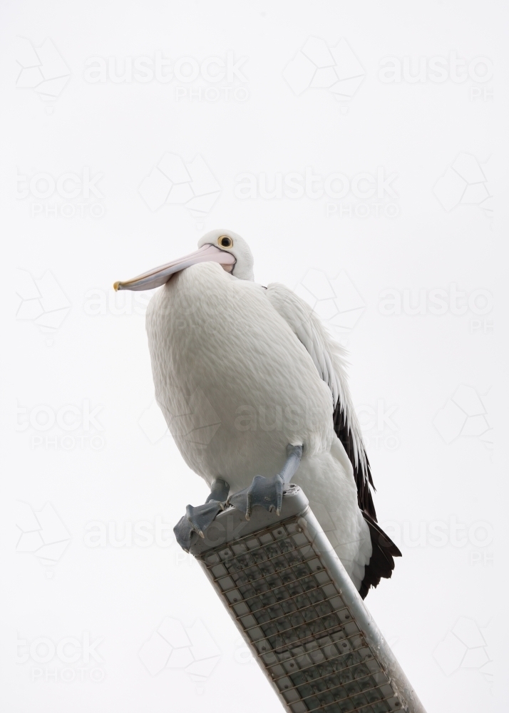 Pelican sitting on a light fitting at a pier - Australian Stock Image