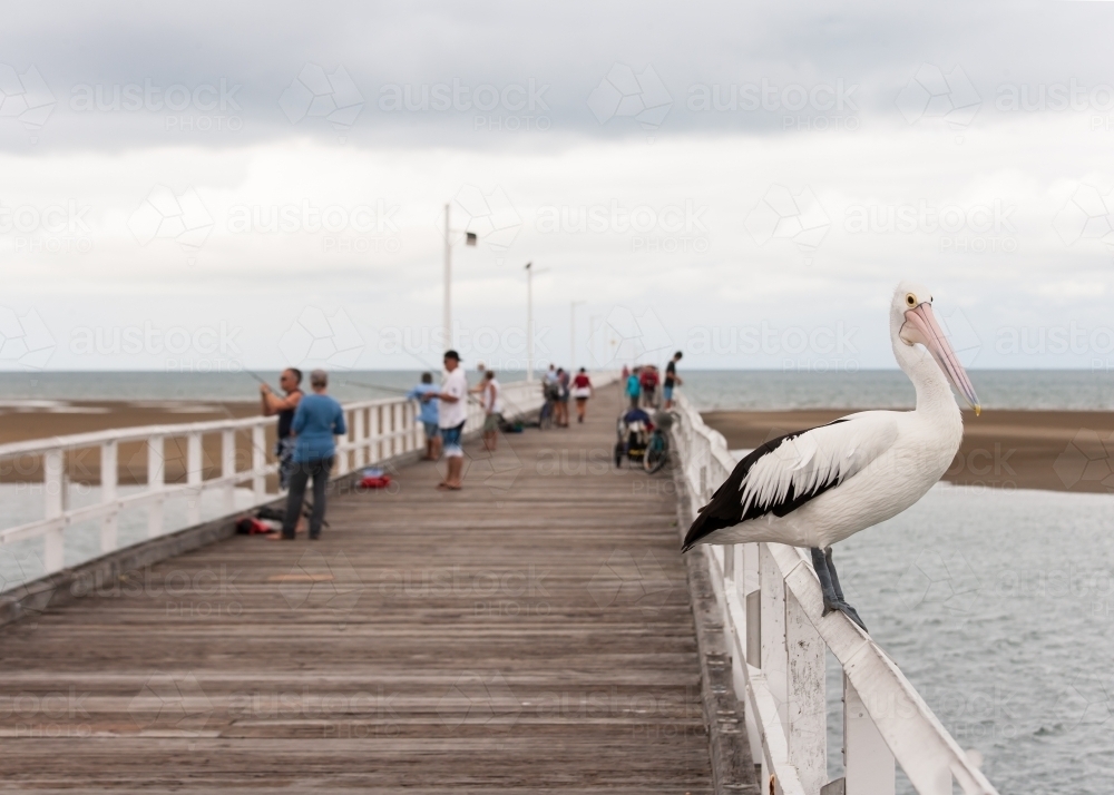 Pelican sitting on a pier with people in background - Australian Stock Image