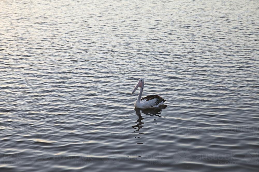 Pelican sitting on peaceful water on the snowy river estuary - Australian Stock Image