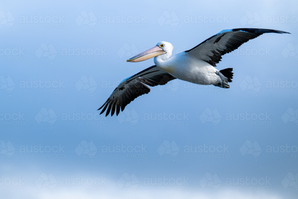 Pelican soaring gracefully against a clear blue sky - Australian Stock Image