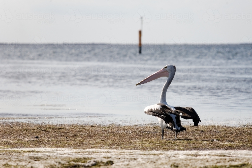 pelican standing in a shallow bay - Australian Stock Image