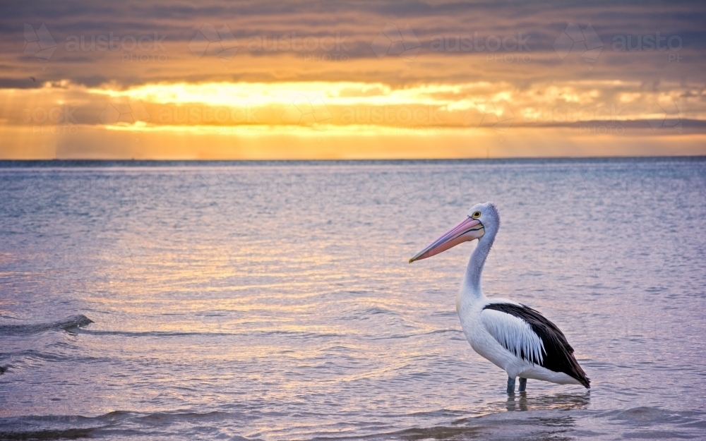 Pelican standing in seawater with the sun rising in background - Australian Stock Image