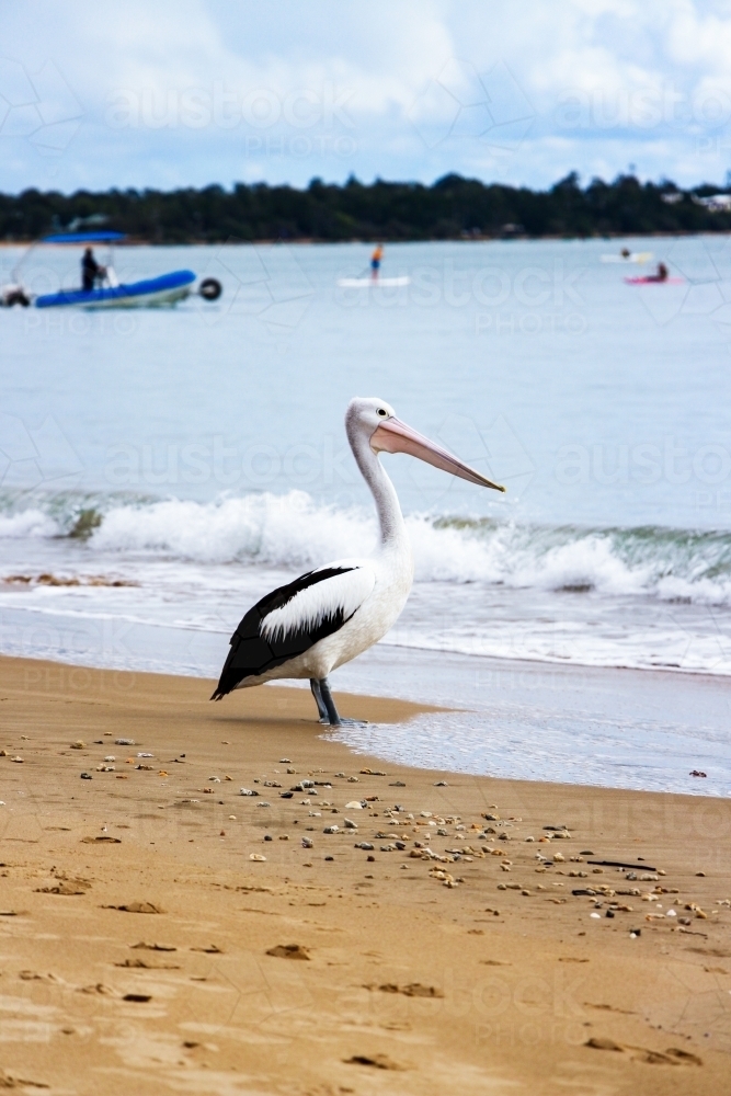 pelican standing on shoreline of busy bay - Australian Stock Image