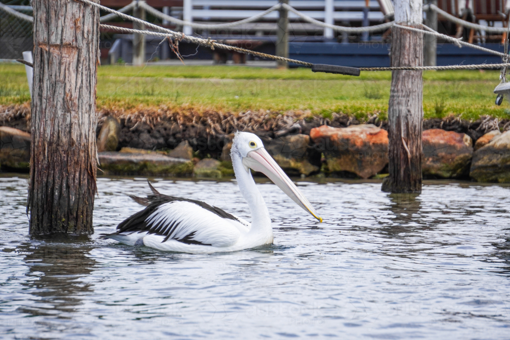 Pelican swimming by an old pier - Australian Stock Image