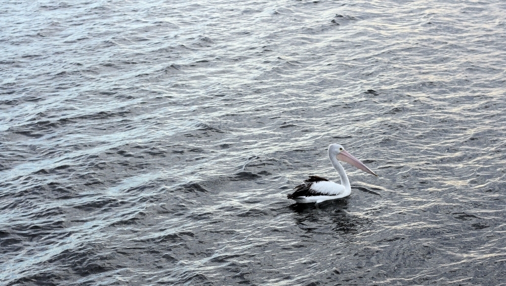 Pelican swimming in bay - Australian Stock Image