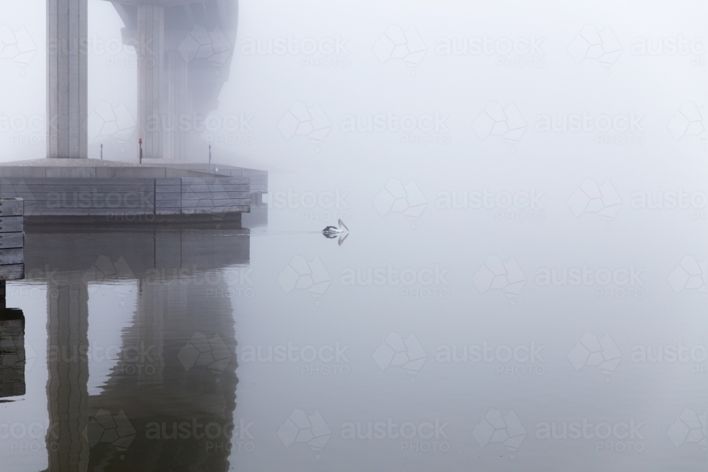 pelican swimming under bridge on foggy river - Australian Stock Image