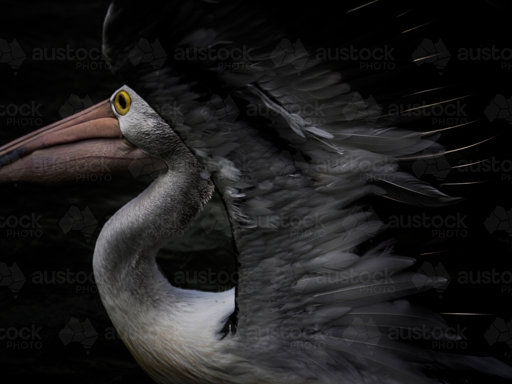 Pelican with wings spread ready to take flight - Australian Stock Image