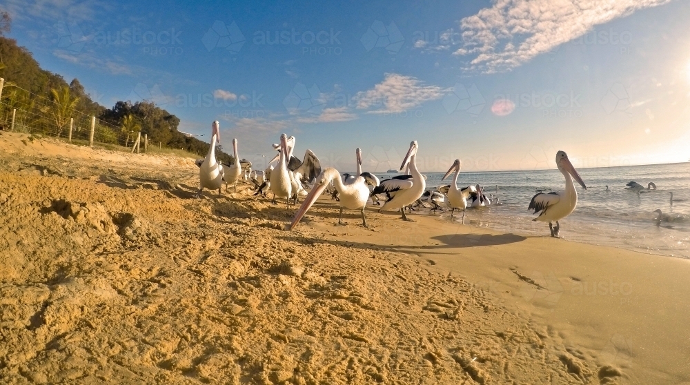 Pelicans by the sea - Australian Stock Image