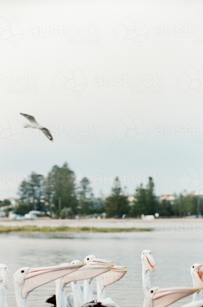 Pelicans feeding on a lake with a bird flying in the sky - Australian Stock Image
