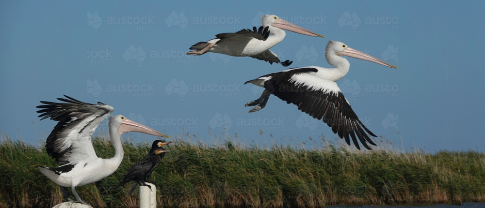 Pelicans flying over lake - Australian Stock Image