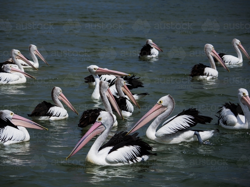 Pelicans gathering for a feeding - Australian Stock Image