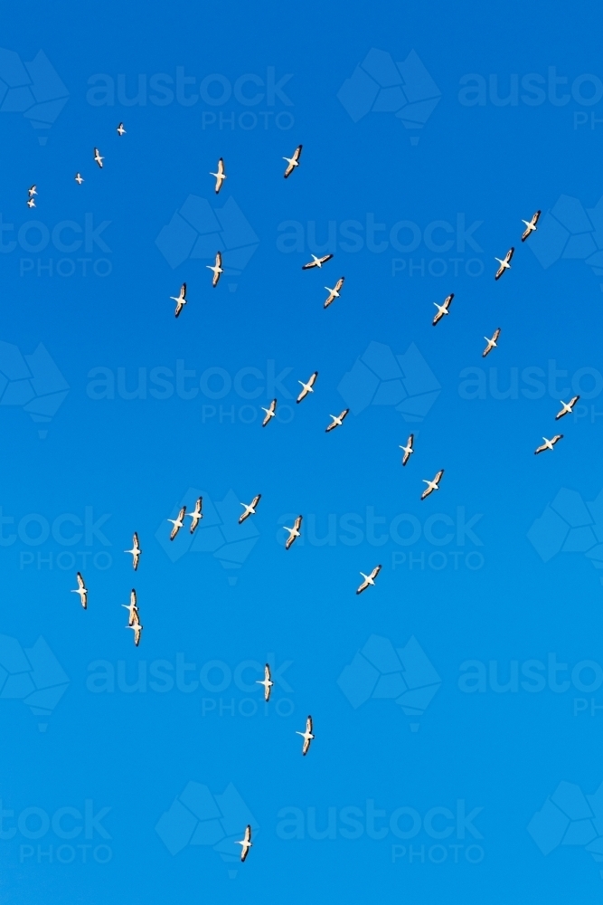Pelicans in flight - Australian Stock Image