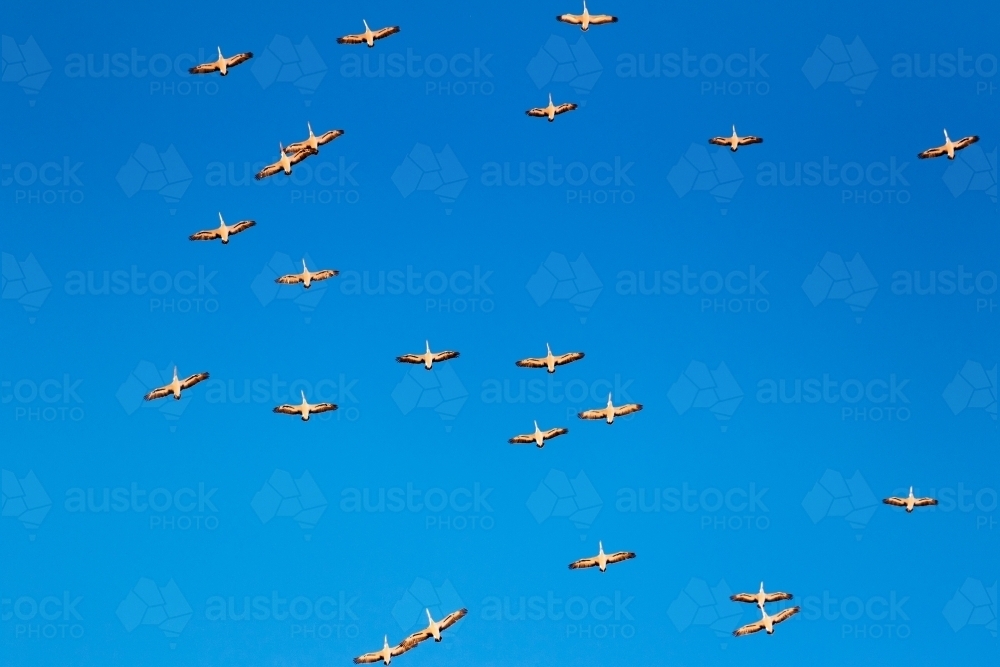 Pelicans in flight - Australian Stock Image