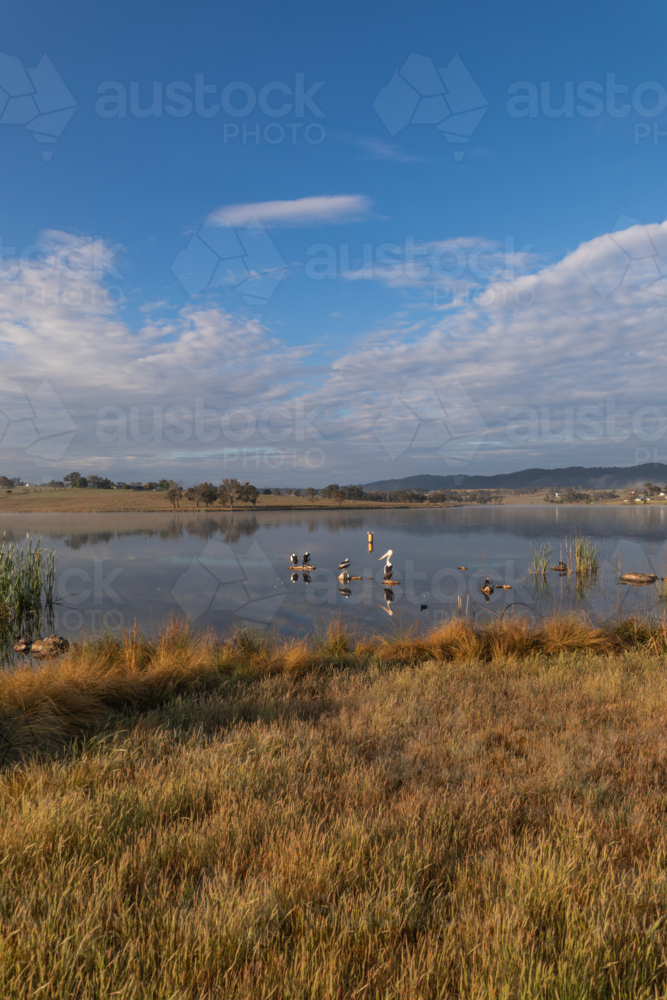 Pelicans on a country dam - Australian Stock Image