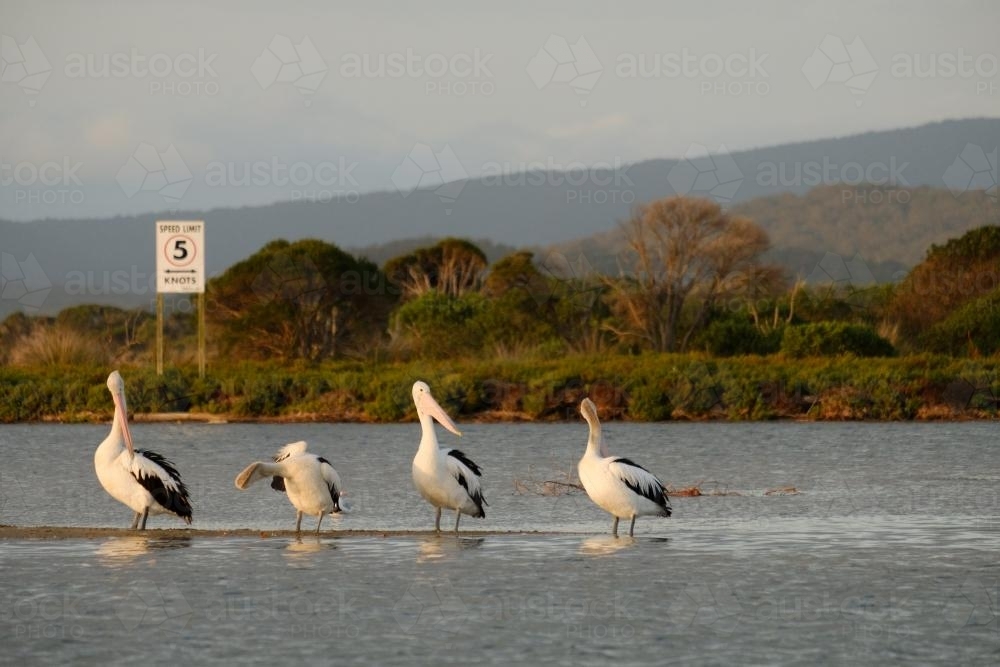 Pelicans on a Sandbar in Mallacoota Inlet - Australian Stock Image