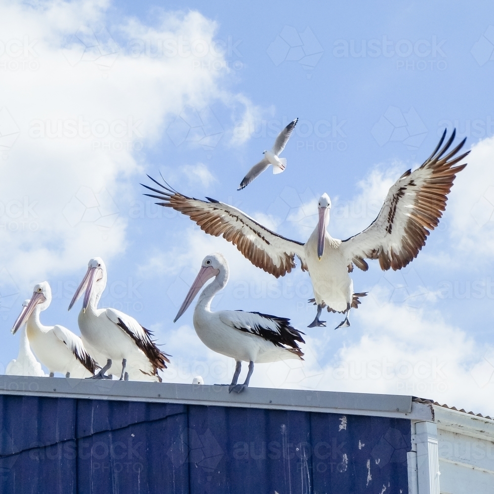 Pelicans on a tin roof - Australian Stock Image
