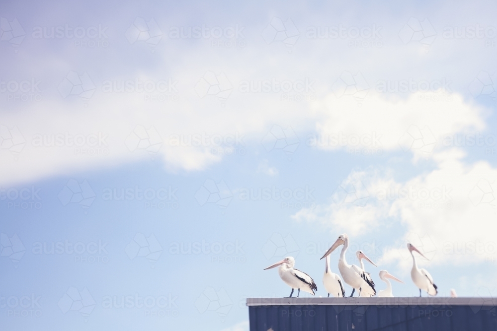 Pelicans on a tin roof - Australian Stock Image
