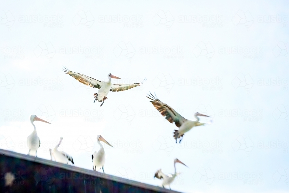 Pelicans on a tin roof, taking off - Australian Stock Image