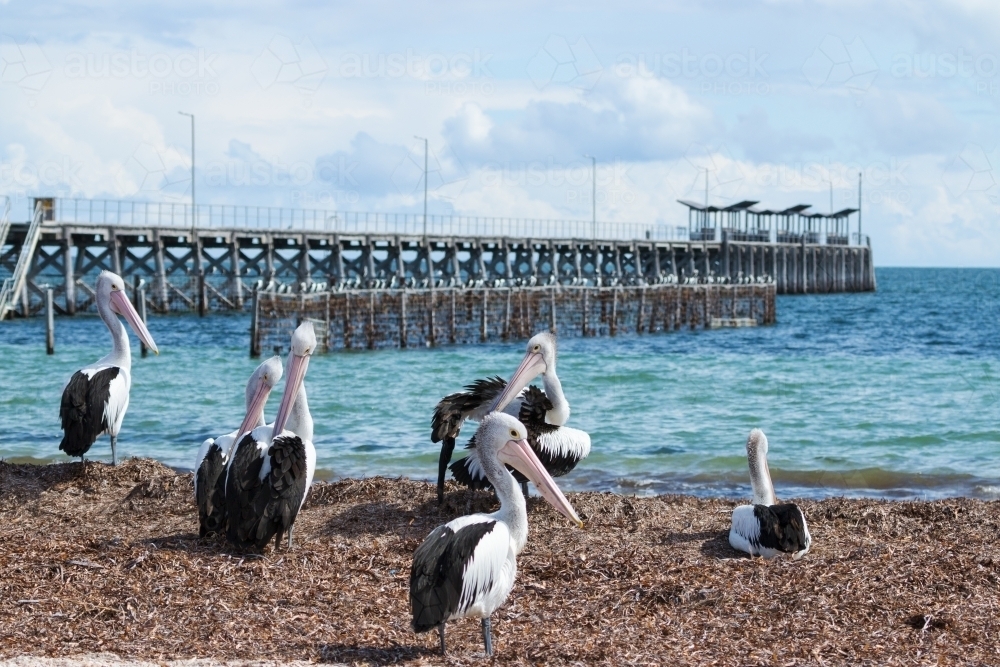 Pelicans on beach with jetty in the background - Australian Stock Image