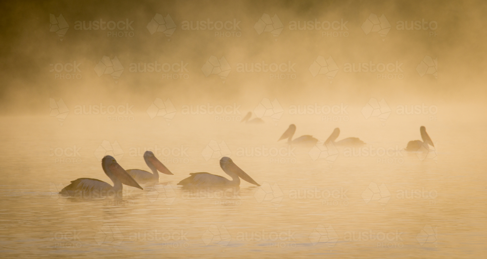 Pelicans on river at sunrise - Australian Stock Image