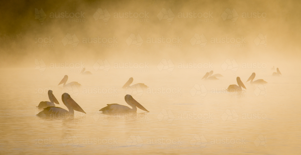 Pelicans on river at sunrise - Australian Stock Image