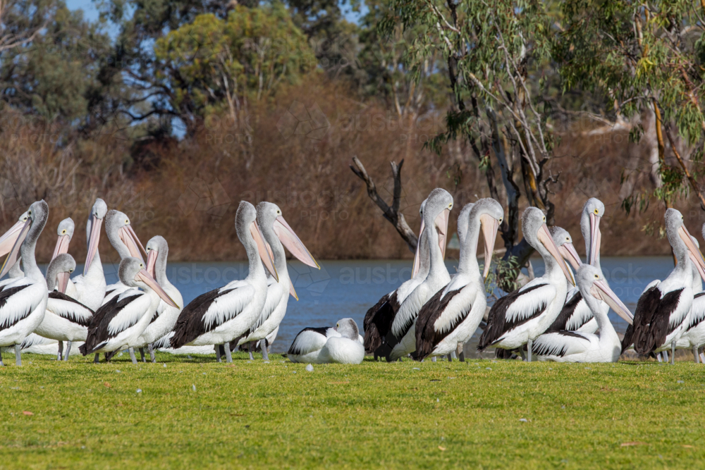 Pelicans on riverfront - Australian Stock Image