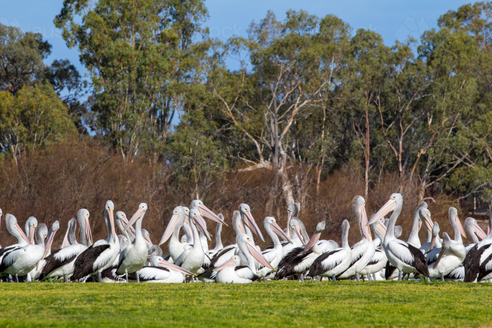 Pelicans on riverfront - Australian Stock Image