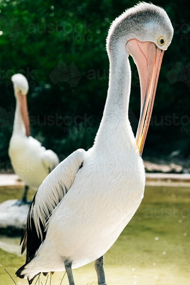Pelicans preening in the sunlight. - Australian Stock Image