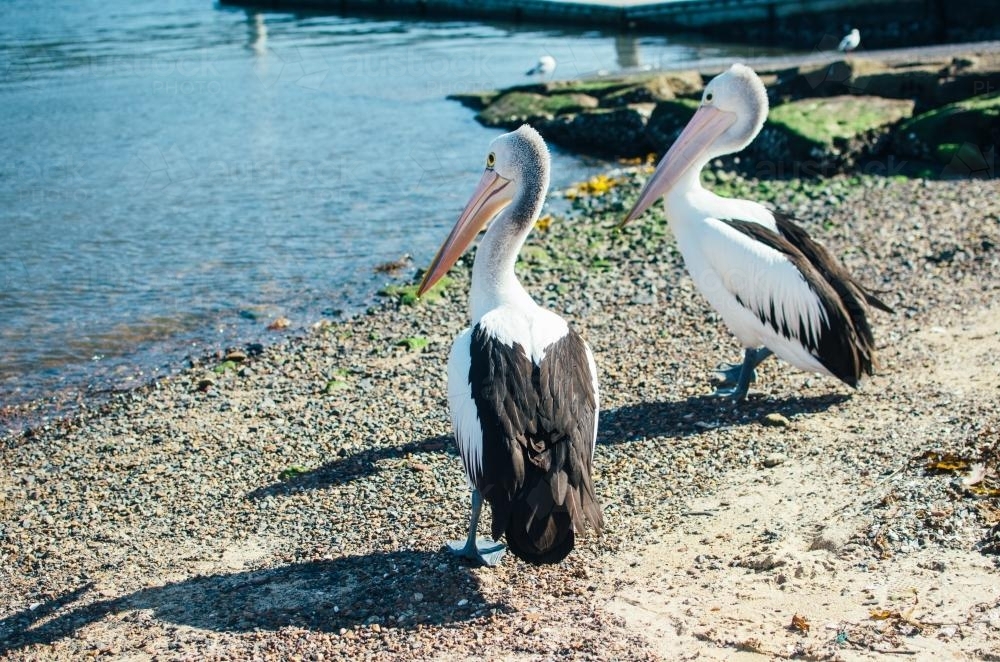 Pelicans sitting by coast - Australian Stock Image