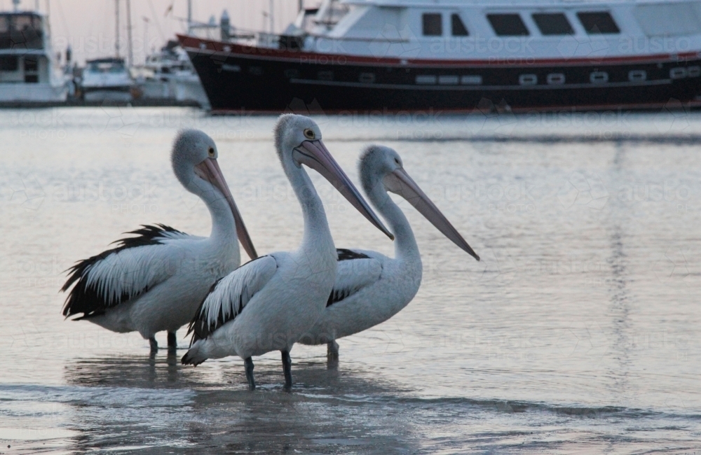 Pelicans standing in the water near moored boats - Australian Stock Image